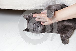 Wonam hand stroking a british cat