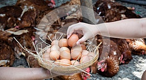 wonan`avs hand taking a fresh hen egg on basket