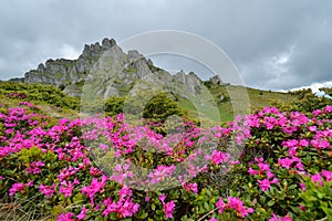 Wondeful summer landscape, spectacular colorful pink rhododendron mountain flowers on the hills in Ciucas mountains, Carpathians,