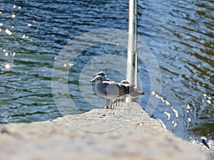 Birds in the lake photo