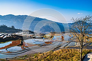 Wonder of Agricultural Civilization, Yuanyang Terraced Fields