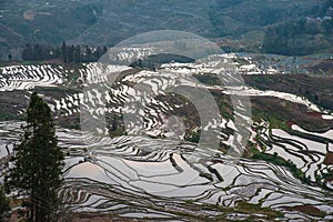 Wonder of Agricultural Civilization, Yuanyang Terraced Fields