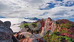 The wonder fog scenery and a pine tree standing alon of dobong mountain. top on the cloudy