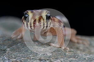 Wonder gecko photo