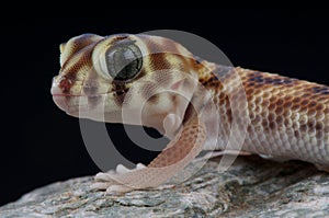 Wonder gecko