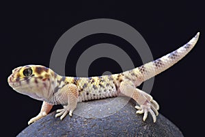 Wonder gecko (Teratoscincus scincus)