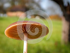 Wonder mushroom