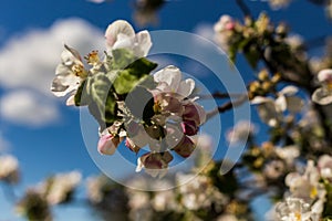 Wonder of nature as trees full of spring flowers in sun and blue sky