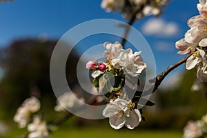 Wonder of nature as trees full of spring flowers in sun and blue sky