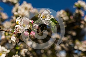 Wonder of nature as trees full of spring flowers in sun and blue sky