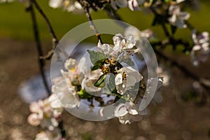 Wonder of nature as trees full of spring flowers in sun and blue sky