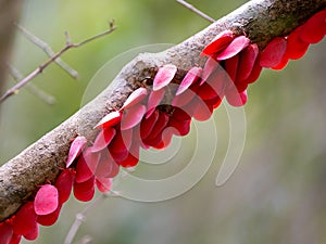 ´The Wonder of nature, Flower-spike bug, Flatida rosea, Zombitse-Vohibasia National Park Madagascar wildlife