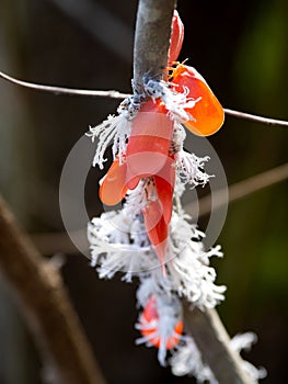 The Wonder of nature, Flower-spike bug, Flatida rosea, Zombitse-Vohibasia National Park Madagascar wildlife