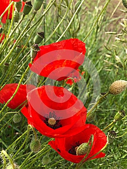 Wonder Papaver rhoeas