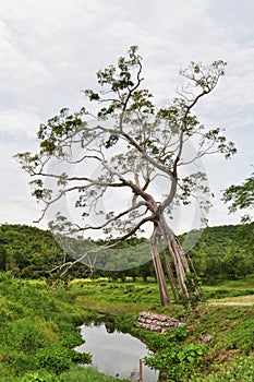 Wonder trunk tree