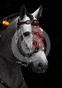 Wonderful Andalusian stallion in horse show Moscow