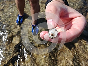 Wonderful animal of the Mediterrane Sea