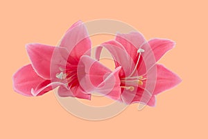 A wonderful artificial pink lily flower