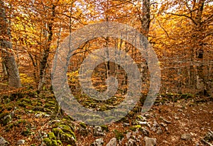 The wonderful Autumn colors of Abruzzo, Lazio and Molise National Park, Italy