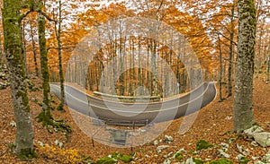 The wonderful Autumn colors of Abruzzo, Lazio and Molise National Park, Italy photo