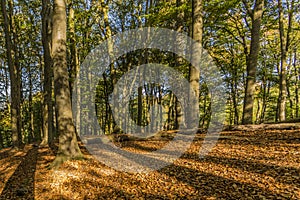 Wonderful autumn day in the forest