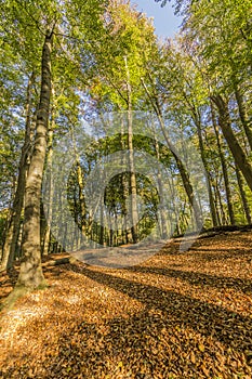 Wonderful autumn day in the forest in Spaubeek