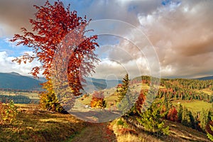 Wonderful autumn hillside in Transylvania