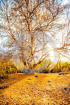 Wonderful autumn landscape