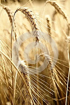 A wonderful barley field