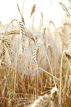 A wonderful barley field