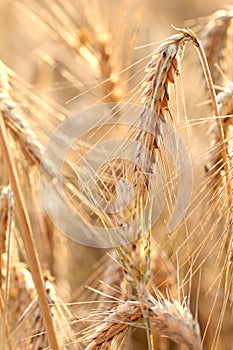 A wonderful barley field