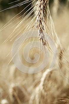 Wonderful barley field