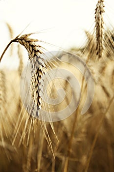 Wonderful barley field