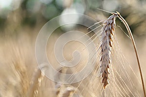 Wonderful barley field