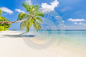 Wonderful beach scenery. Palm tree with swing, summer day, tropical landscape. Vacation and holiday beach concept