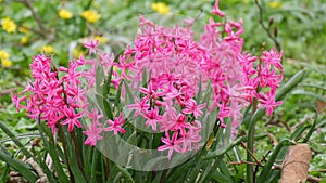 Wonderful beautiful blooming pink hyacinth in the park, close up view