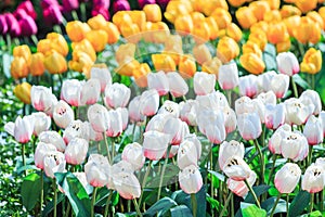 Wonderful and beautiful Tulips colourful