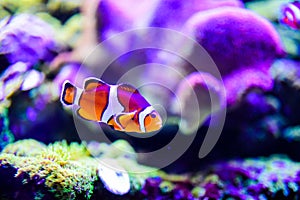 Wonderful and beautiful underwater world with corals and tropical fish photo
