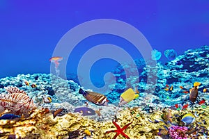 Wonderful and beautiful underwater world with corals and tropical fish.