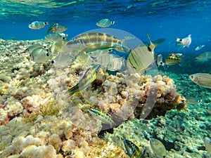 Wonderful and beautiful underwater world with corals and tropical fish. beautiful fish