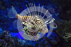 Wonderful and beautiful underwater world with Lionfish Pterois volitans Linnaeus a very poisonous