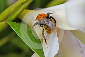 Wonderful Bee in a Flower photo