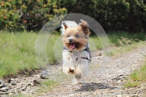 Wonderful Biewer Terrier in run position with tongue out and smile on his face. Pure joy of movement. Tiny devil show us his speed