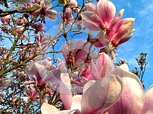 Wonderful Bloomed Pink Magnolia Tree