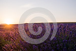 Wonderful blooming lavender sunset over a field. The sun sets on the horizon.