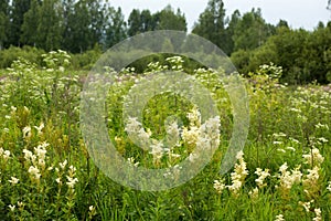 Wonderful blooming white Filipendula ulmaria or meadowsweet blooms on the river bank. Meadowsweet has been used for colds, photo