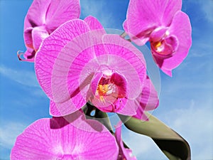 Wonderful blossom exotic pink orchid flowers. Closeup of pistil and anthers