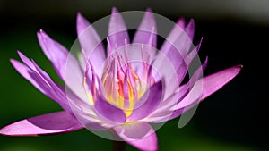Wonderful blossom purple lotus in sunlight closeup