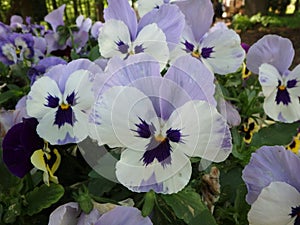 Wonderful blue pansys, pansy, viola, violaceae, flowers