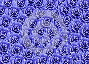 Wonderful blue roses for love day, valentine day